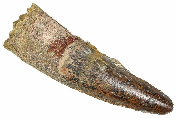 Fossil Spinosaurus Tooth - Real Dinosaur Tooth #373896